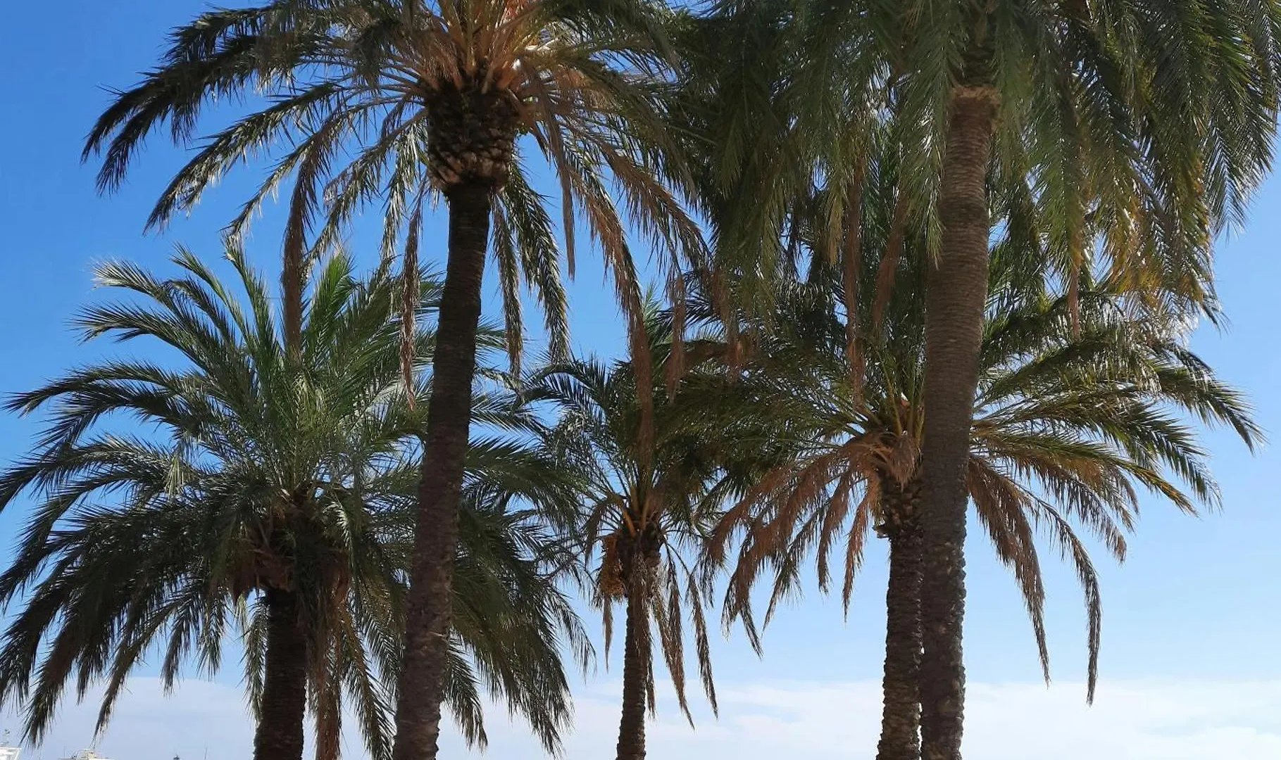 Studio Climatise Lantanas 4 Personnes Le Lavandou